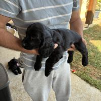 Cocker anglais spaniel #2