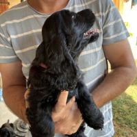 Cocker anglais spaniel #3