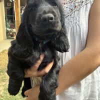 Cocker anglais spaniel #4