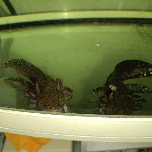 Axolotl à vendre #2