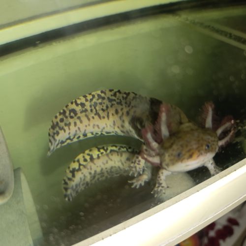 Axolotl à vendre