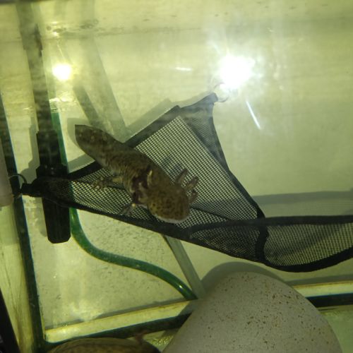 Axolotl à vendre #5