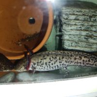 Axolotl à vendre #1
