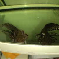 Axolotl à vendre #2