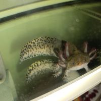 Axolotl à vendre