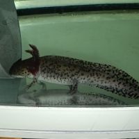 Axolotl à vendre #4