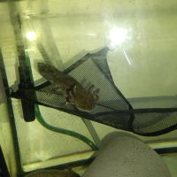 Axolotl à vendre #5