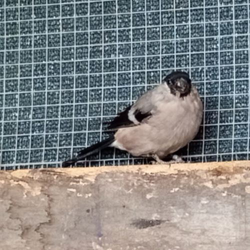 A vendre couple bouvreuils