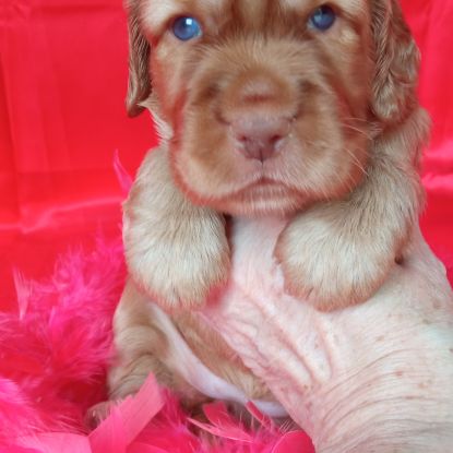 Chiot cocker anglais non lof (facilités paiement 3 #1