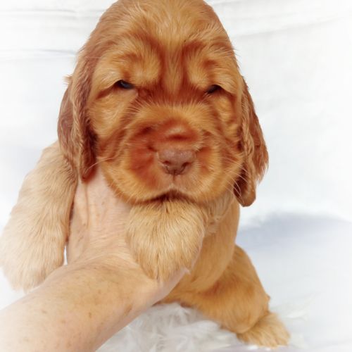 Chiot cocker anglais non lof (facilités paiement 3 #2