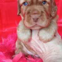 Chiot cocker anglais non lof (facilités paiement 3 #1