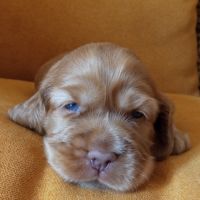 Chiot cocker anglais non lof (facilités paiement 3
