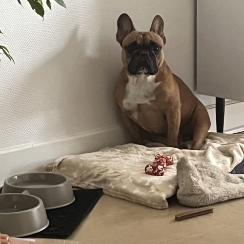 Bouledogue français mâle 5 ans #0