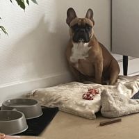 Bouledogue français mâle 5 ans
