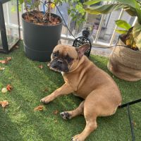 Bouledogue français mâle 5 ans #2