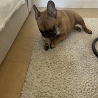 Bouledogue français mâle 5 ans #3