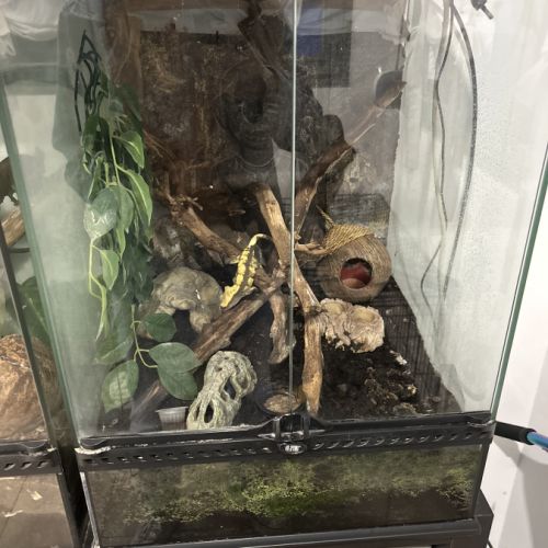 Gecko et son terra #0