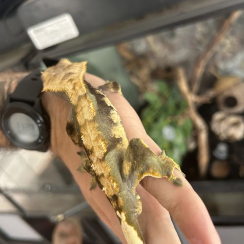 Gecko et son terra #5