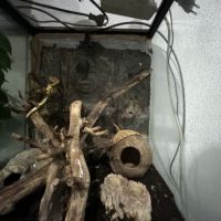 Gecko et son terra #2