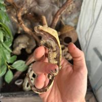 Gecko et son terra #3