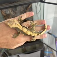 Gecko et son terra #4