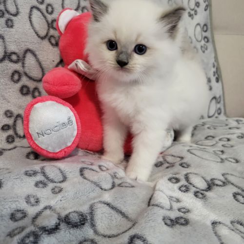 Chatons ragdoll #1