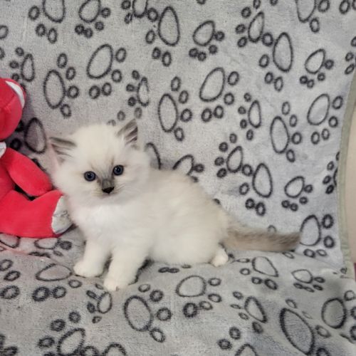 Chatons ragdoll