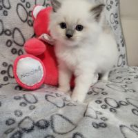 Chatons ragdoll #1