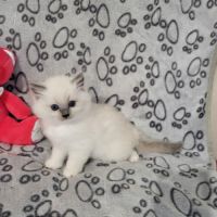 Chatons ragdoll #0
