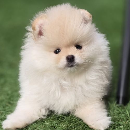 Superbe femelle extra naine lof #1