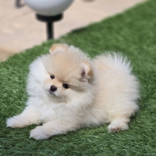 Superbe femelle extra naine lof #0