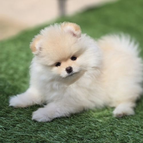 Superbe femelle extra naine lof #3