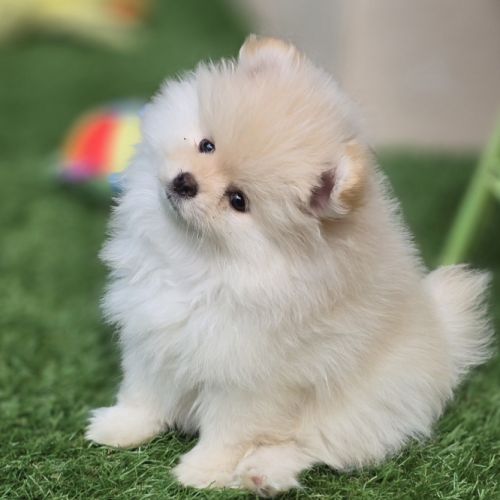 Superbe femelle extra naine lof #4