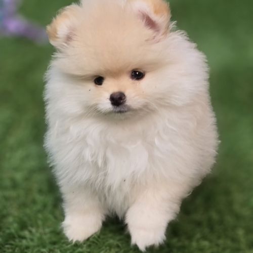 Superbe femelle extra naine lof #5