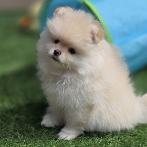 Superbe femelle extra naine lof #6