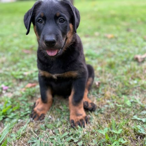 Beauceron Chiot Vendre