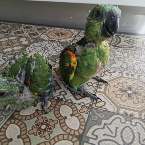 Jeunes amazones front bleu #1