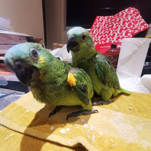 Jeunes amazones front bleu #2