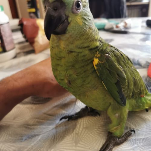 Jeunes amazones front bleu