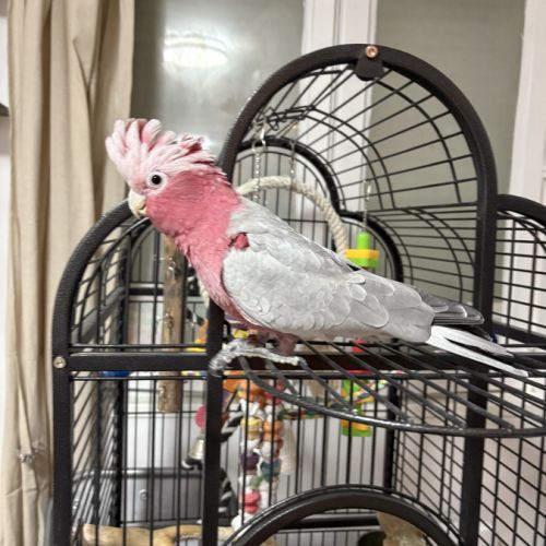 Cacatoès rosalbin #0