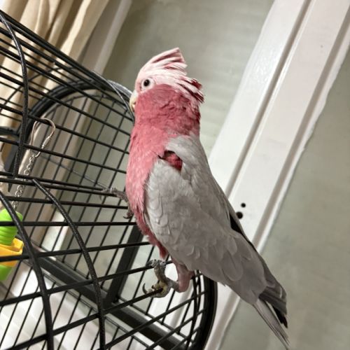 Cacatoès rosalbin #2