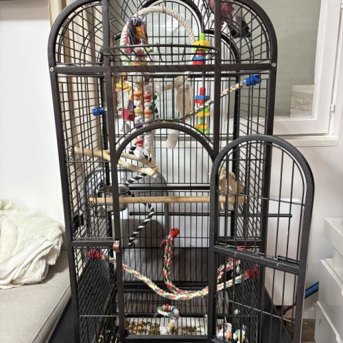 Cacatoès rosalbin #3