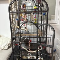 Cacatoès rosalbin #3