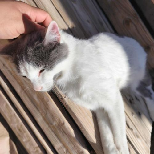 Bigfoot à l’adoption #2