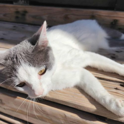 Bigfoot à l’adoption #3