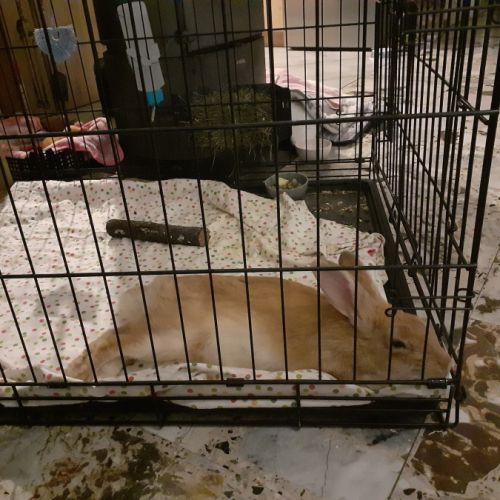 Bigfoot à l’adoption #6