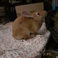 Bigfoot à l’adoption #4