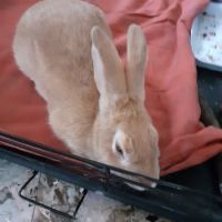 Bigfoot à l’adoption