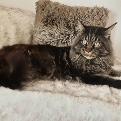 Chaton de race maine coon avec pedigree #1