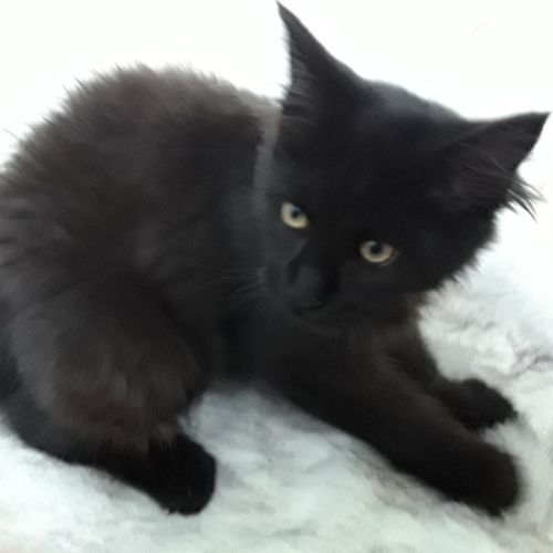 Chaton de race maine coon avec pedigree #3